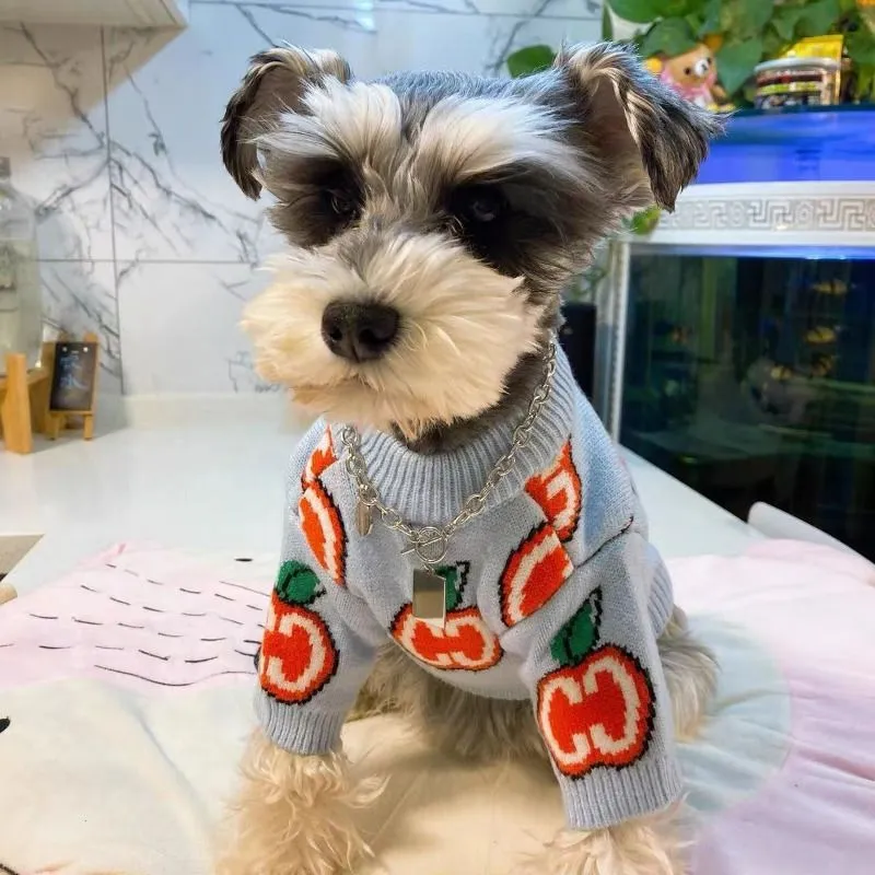 Lettre pull chien vêtements co - Winter Clothing Kids avis et prix