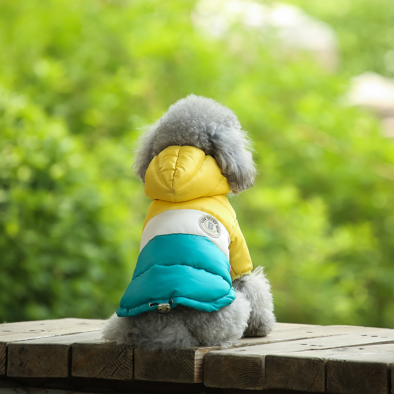 Gilet pour animaux de compagni - Winter Clothing Options avis et prix