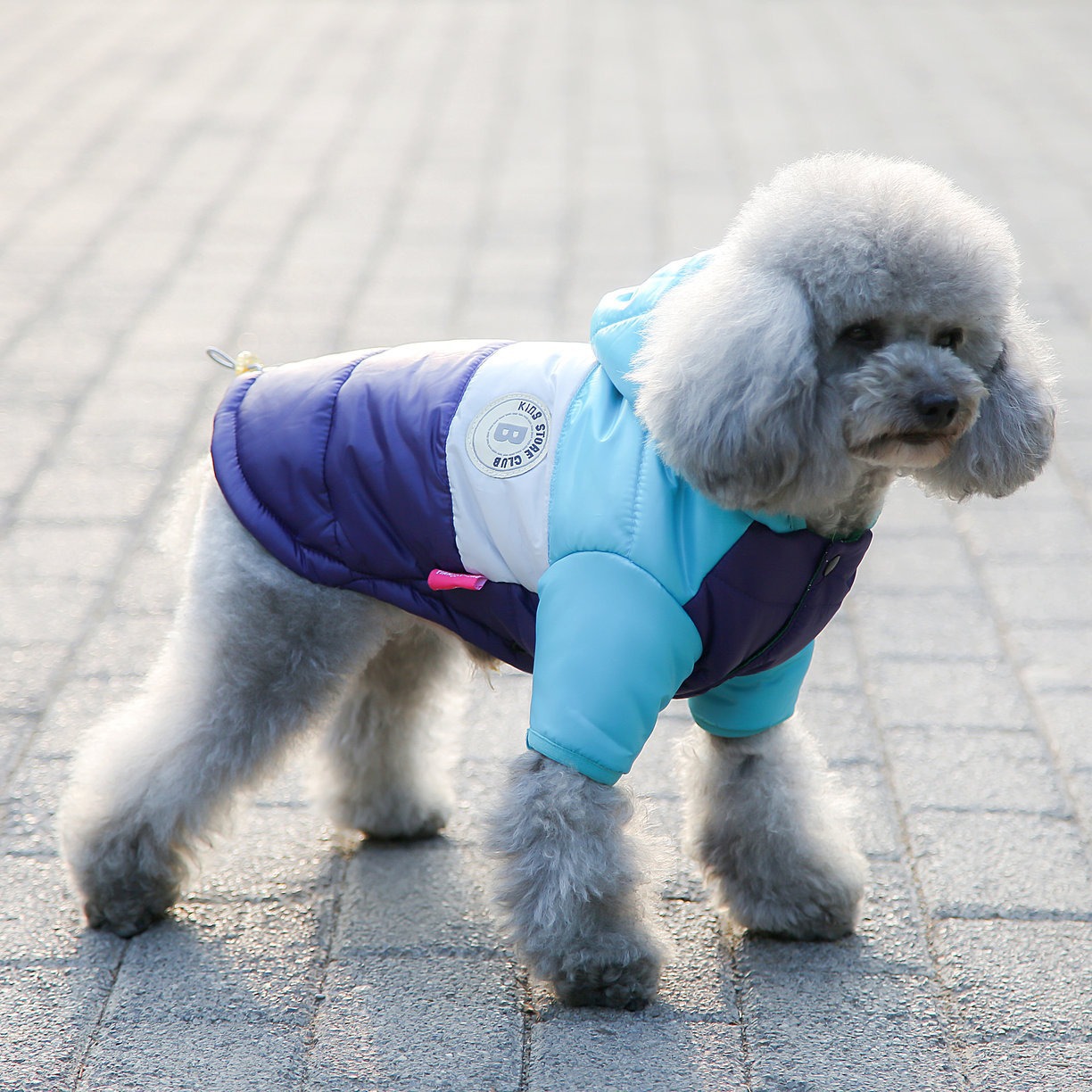 Gilet pour animaux de compagni - Winter Clothing Options avis et prix